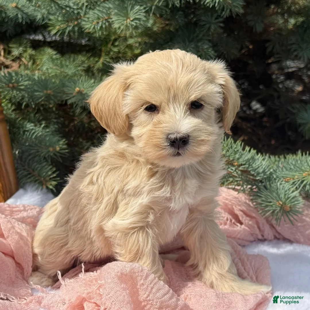 Maltipoo dogs for sale: Penelope  - Ad 2