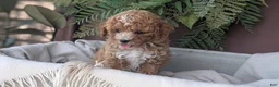 Cockapoo dogs for sale: Heaven - Ad 7