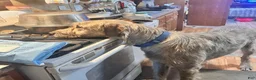 Irish Wolfhound dogs for sale: Bear 907-575-2003 - Ad 3