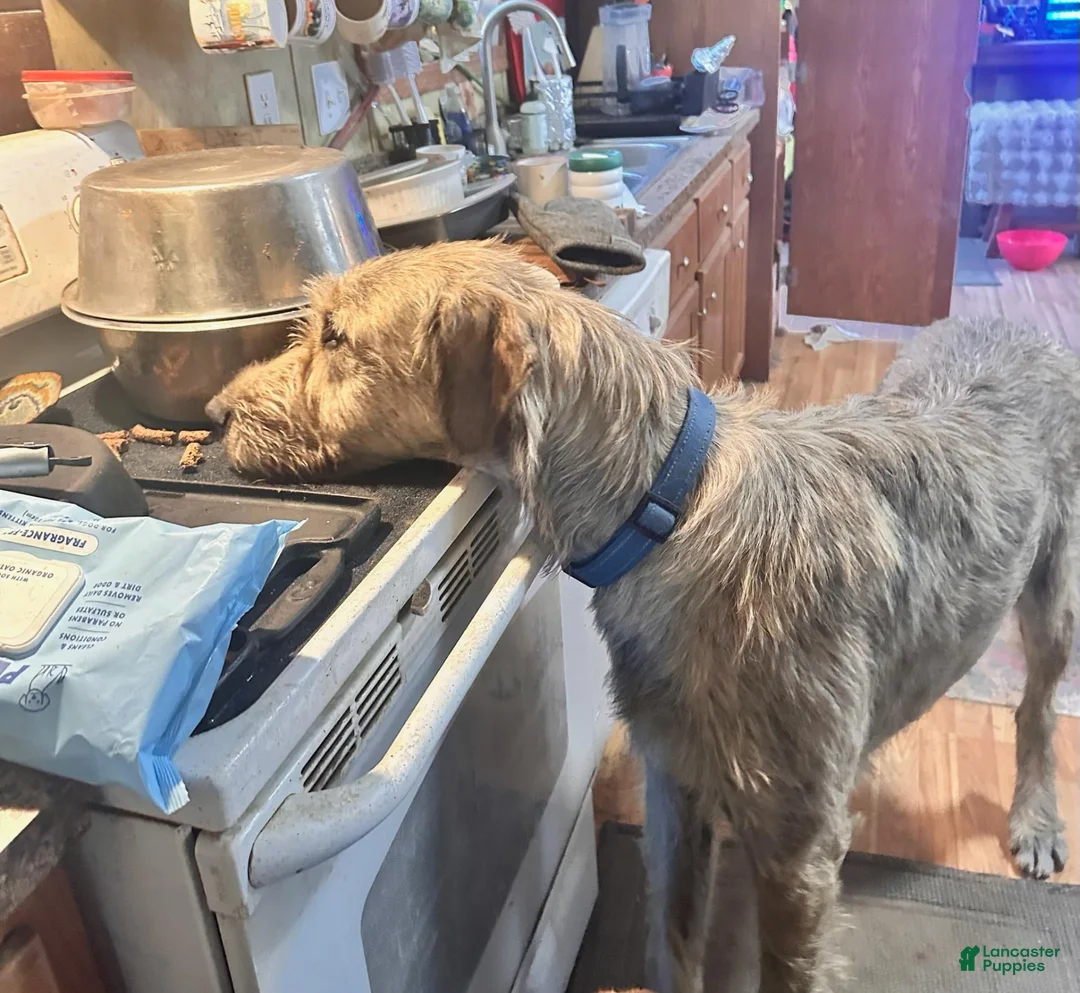 Irish Wolfhound dogs for sale: Bear 907-575-2003 - Ad 3