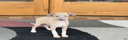Italian Greyhound dogs for sale: Noah - Ad 4