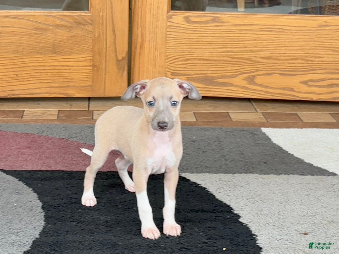 Italian Greyhound dogs for sale: Noah - Ad 4