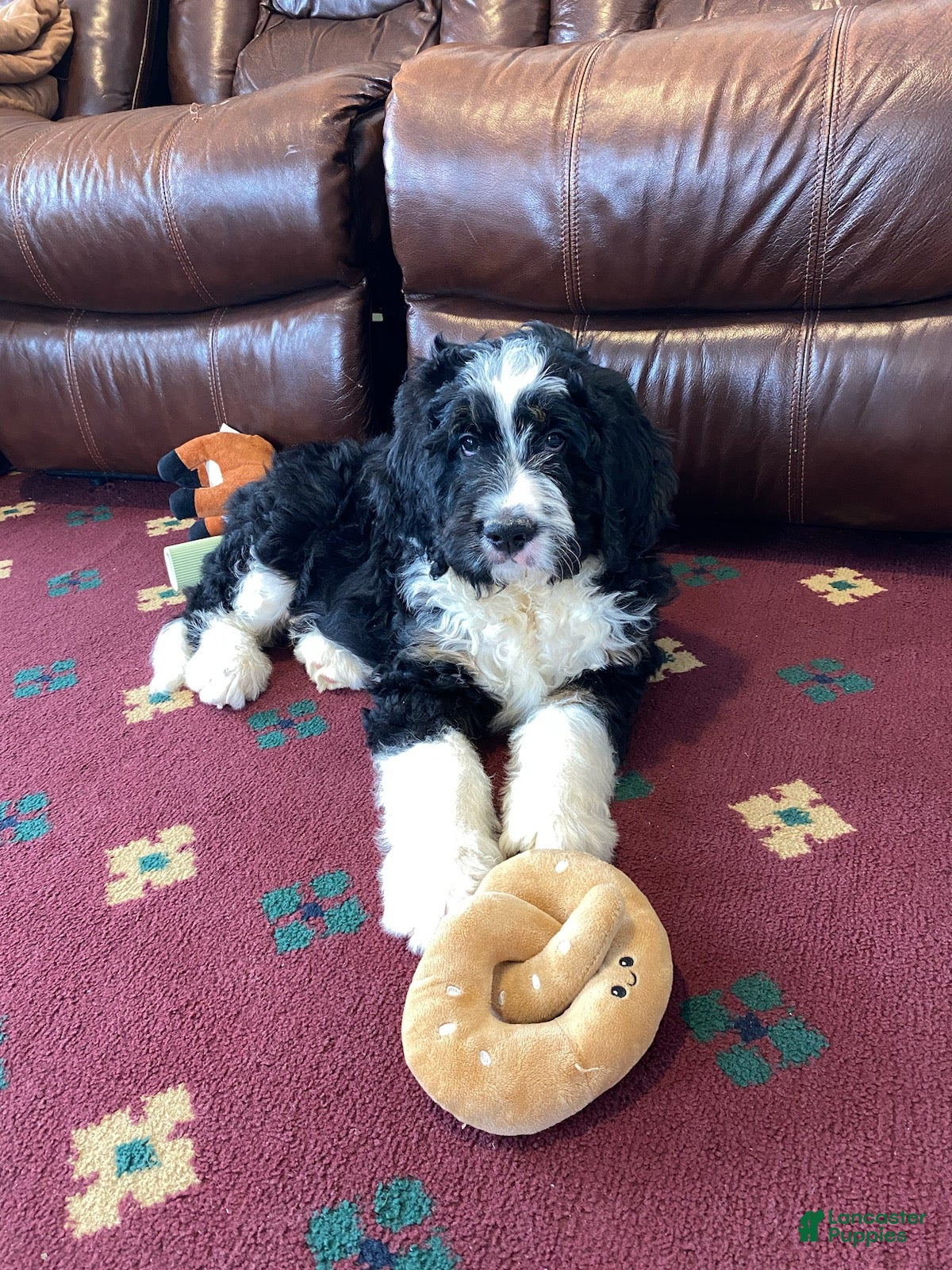 Bernedoodle dogs Sammy - Ad 2