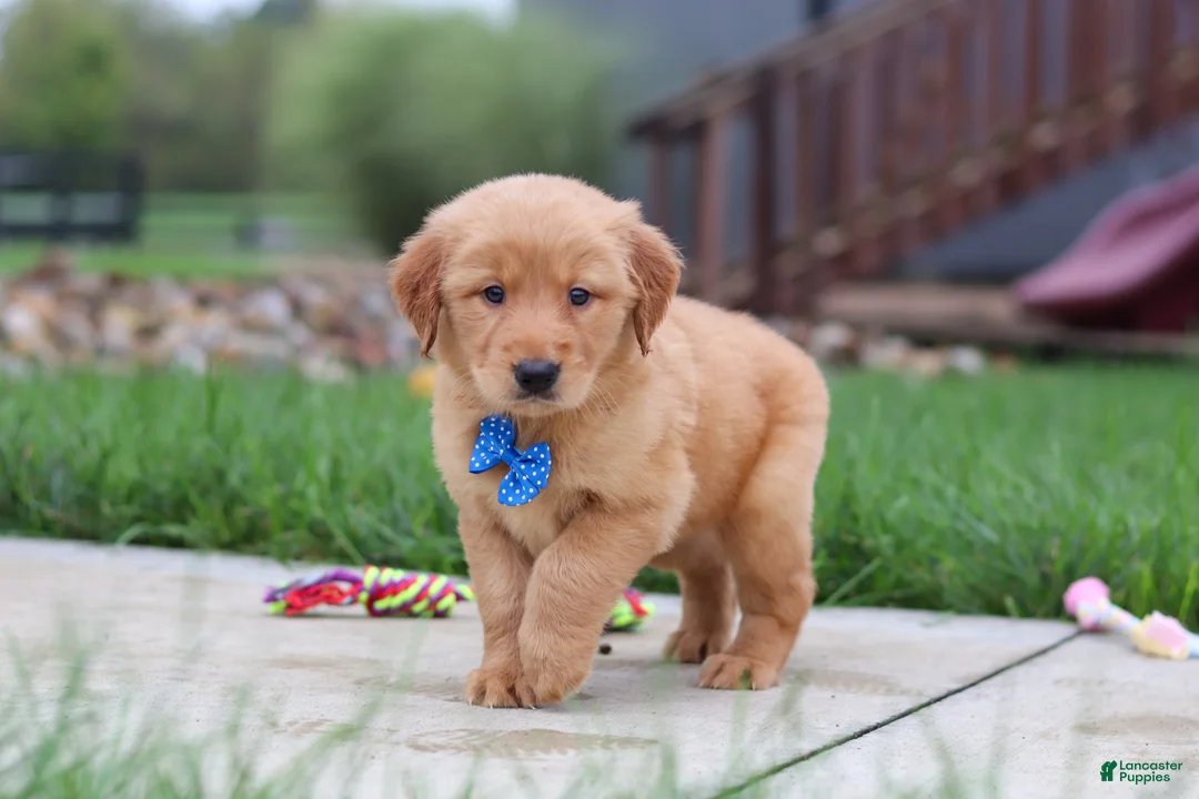 Golden Retriever dogs for sale:  Eclipse  - Ad 1