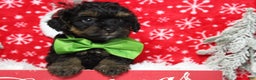 Yorkiepoo dogs for sale: Harvest  - Ad 3