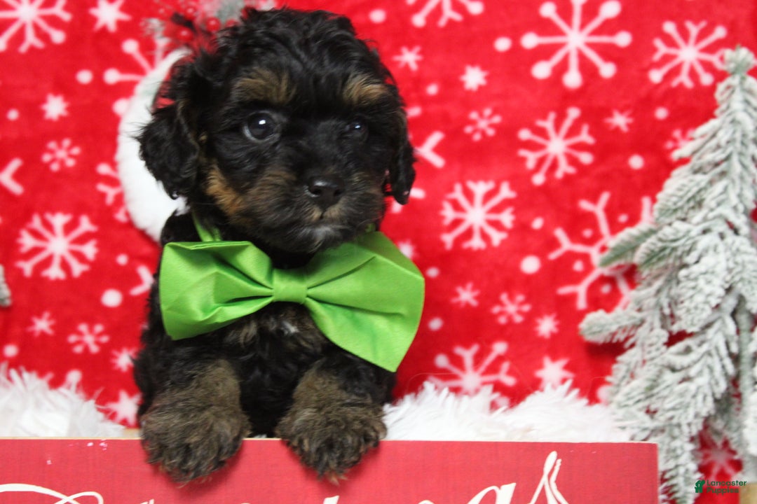 Yorkiepoo dogs for sale: Harvest  - Ad 3