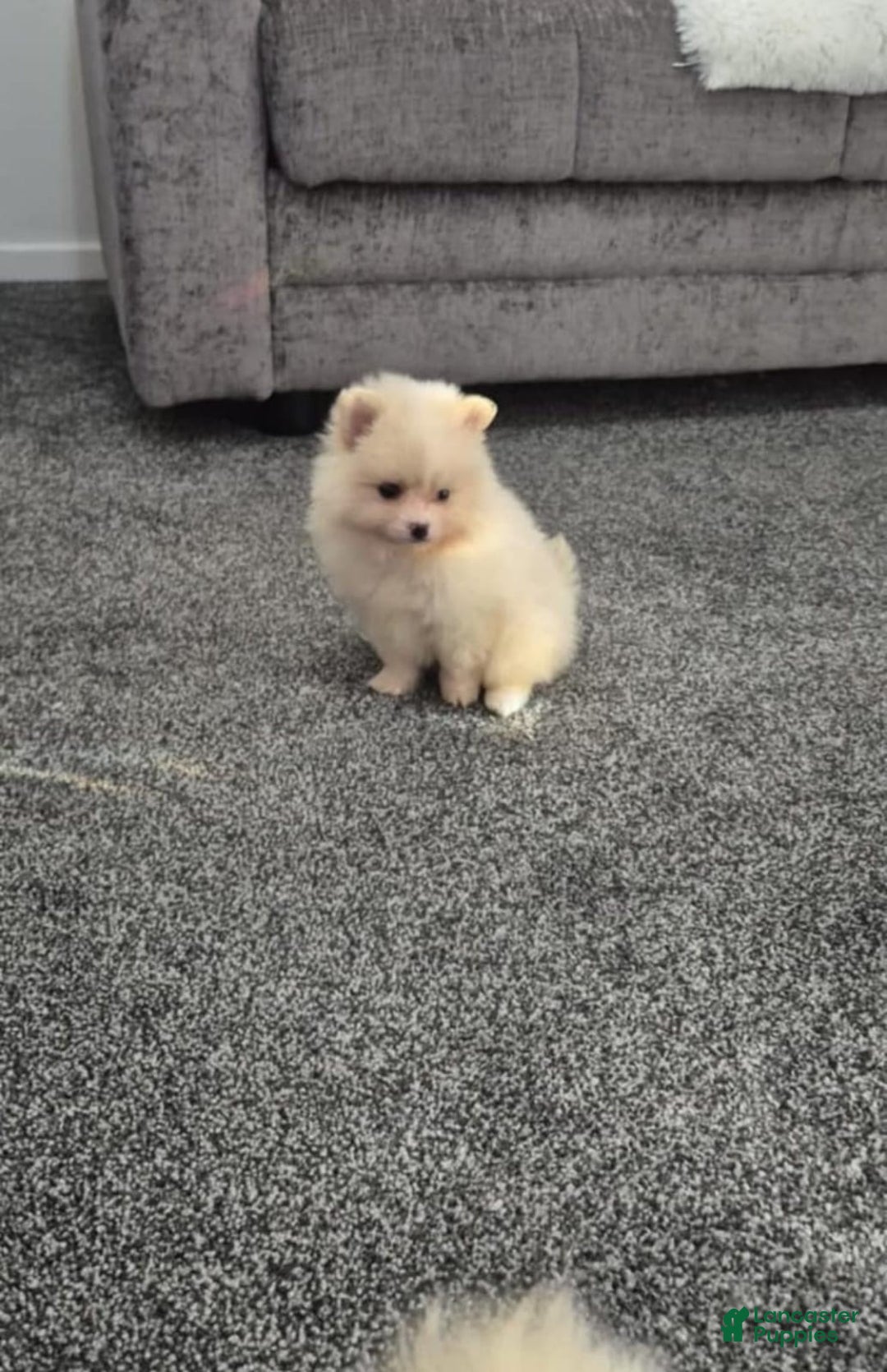 Pomeranian dogs for sale: James - Ad 11