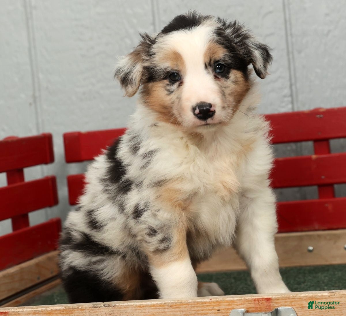 Australian Shepherd dogs Gary - Ad 2