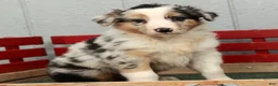 Australian Shepherd dogs for sale: Gary - Ad 2