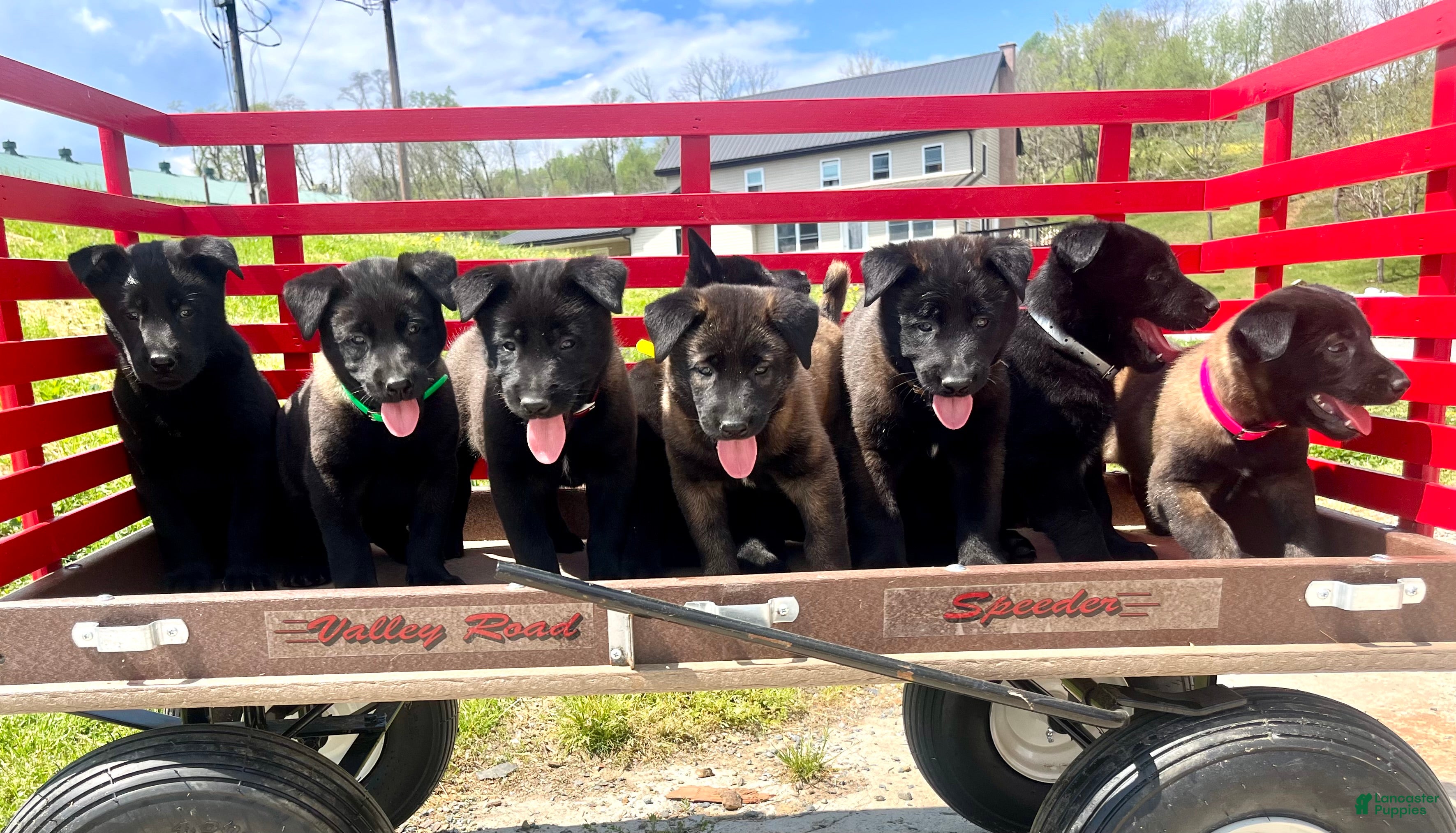 Belgian Malinois dogs Roxy❤️🐾AKC Registered🐾❤️❤️Text 717-202-9120 - Ad 17