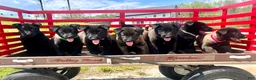 Belgian Malinois dogs for sale: Roxy❤️🐾AKC Registered🐾❤️❤️Text 717-202-9120 - Ad 1