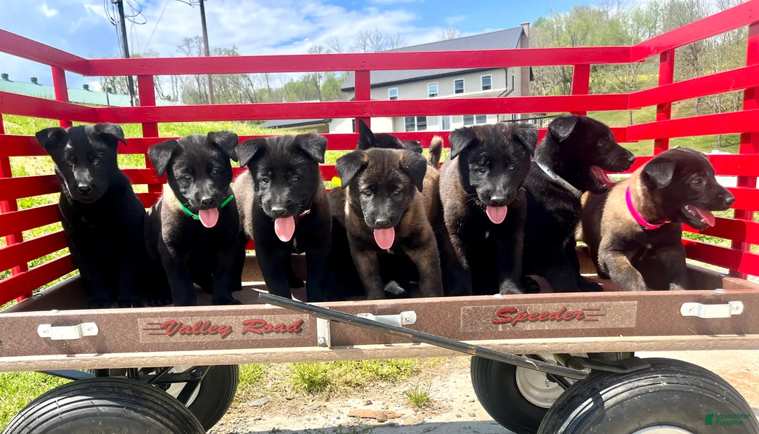 Belgian Malinois dogs for sale: Roxy❤️🐾AKC Registered🐾❤️❤️Text 717-202-9120 - Ad 1