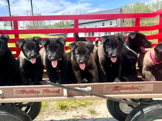 Belgian Malinois dogs Roxy❤️🐾AKC Registered🐾❤️❤️Text 717-202-9120 - Ad 17