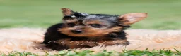 Yorkshire Terrier dogs for sale: Jackson - Ad 2