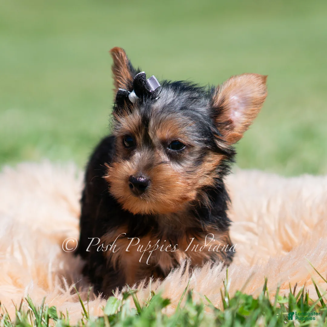 Yorkshire Terrier dogs for sale: Jackson - Ad 2