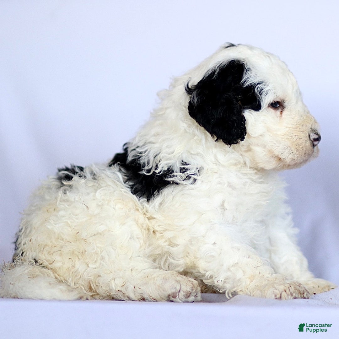 Mini Bernedoodle dogs for sale: Gizmo - Ad 3