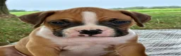 Boxer dogs for sale: Cash - Ad 4