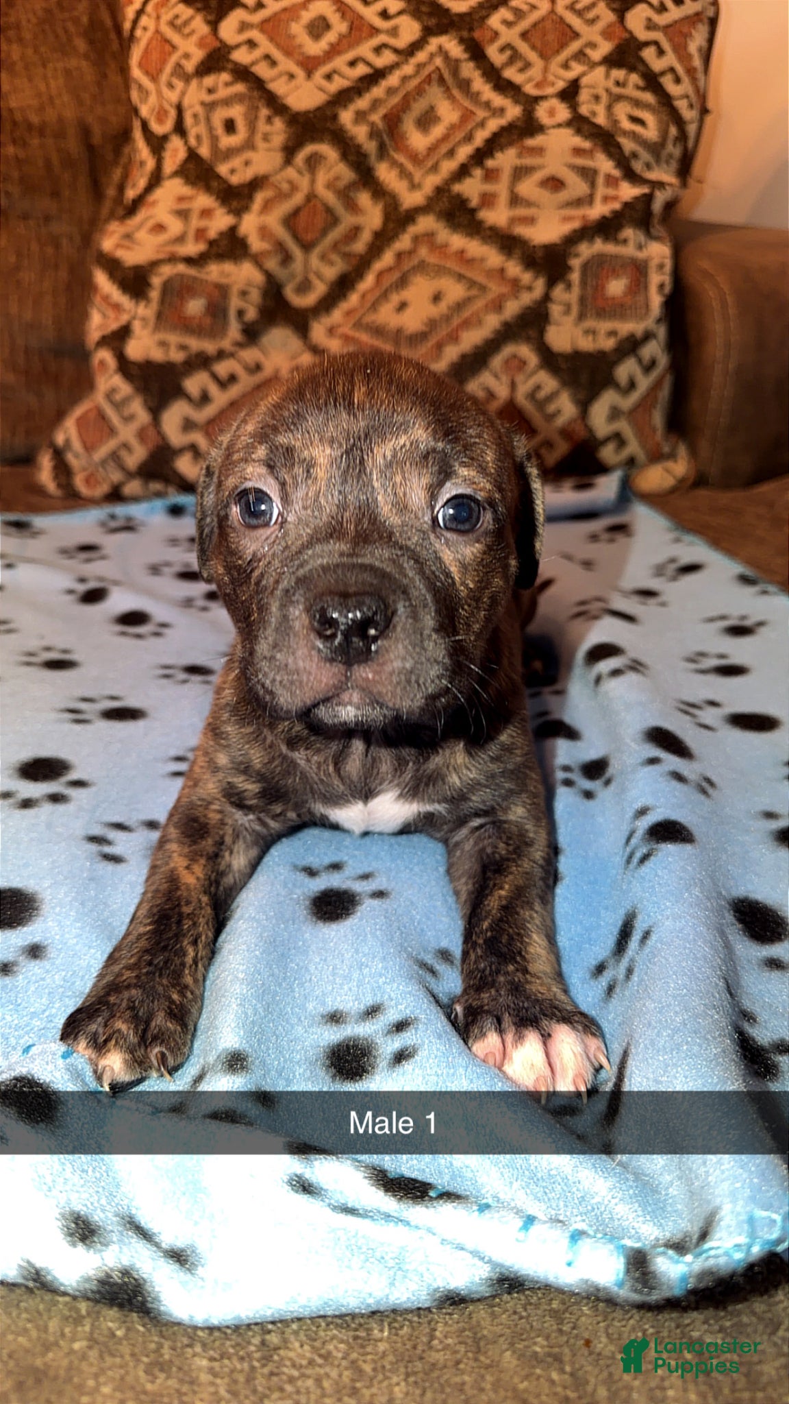 Mixed Breed dogs Mixed Breed Puppy 7 - Ad 16