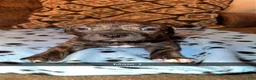 Mixed Breed dogs for sale: Mixed Breed Puppy 7 - Ad 1