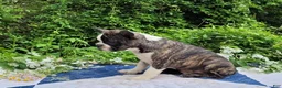 Frenchton dogs for sale: Poppi - Ad 9