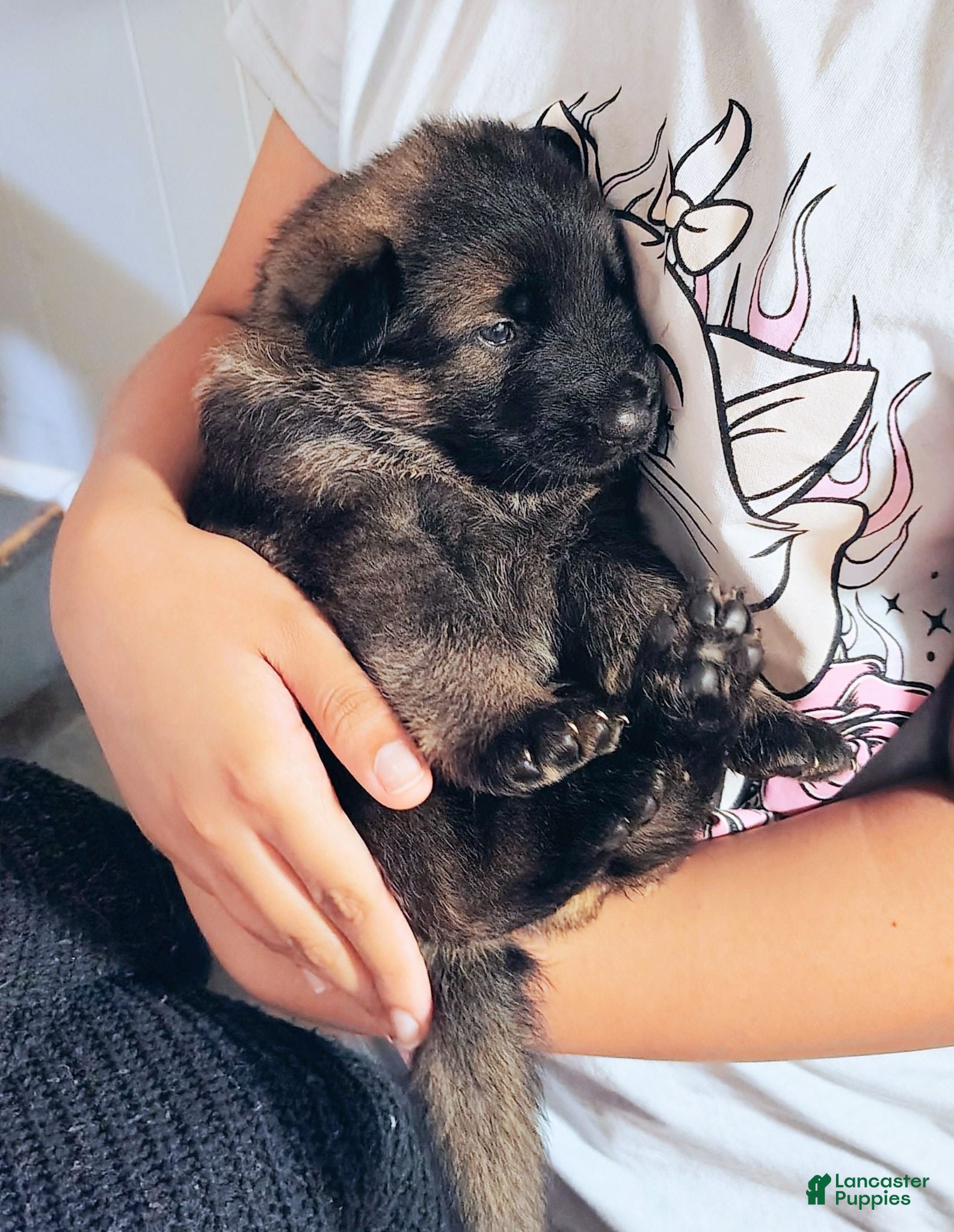 German Shepherd dogs AKC German Shepherd Puppy 2 - Ad 2