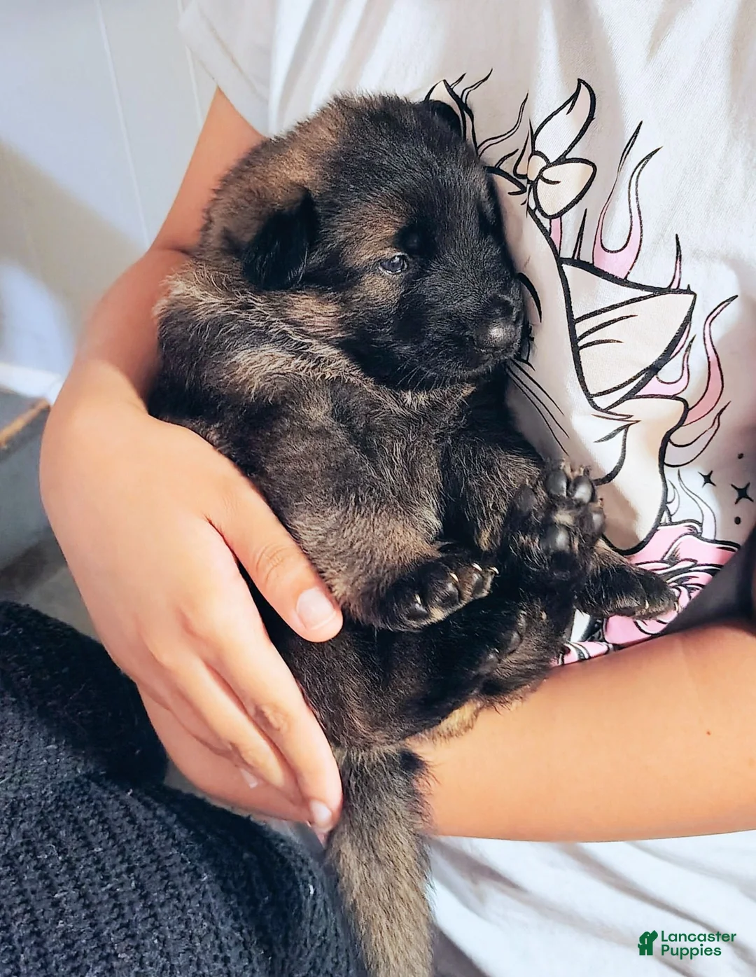 German Shepherd dogs for sale: AKC German Shepherd Puppy 2 - Ad 2
