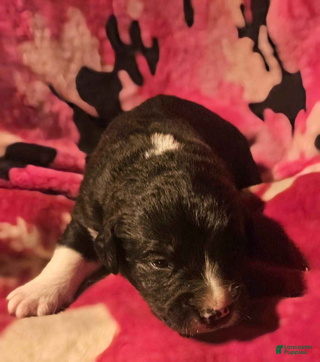 Border Collie dogs for sale: Ice - Ad 4