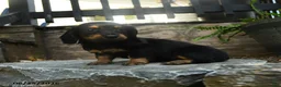 Miniature Dachshund dogs for sale: Clementine - Ad 5