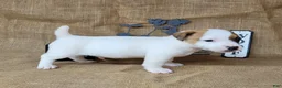 Jack Russell Terrier dogs for sale: NASH purebred CKC Registered  - Ad 2
