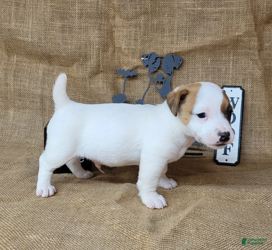 Jack Russell Terrier dogs for sale: NASH purebred CKC Registered  - Ad 2