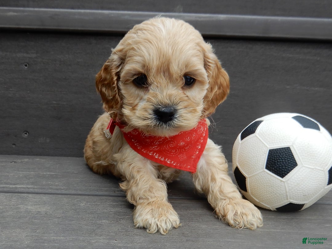 Cockapoo dogs for sale: Shawn - Ad 8