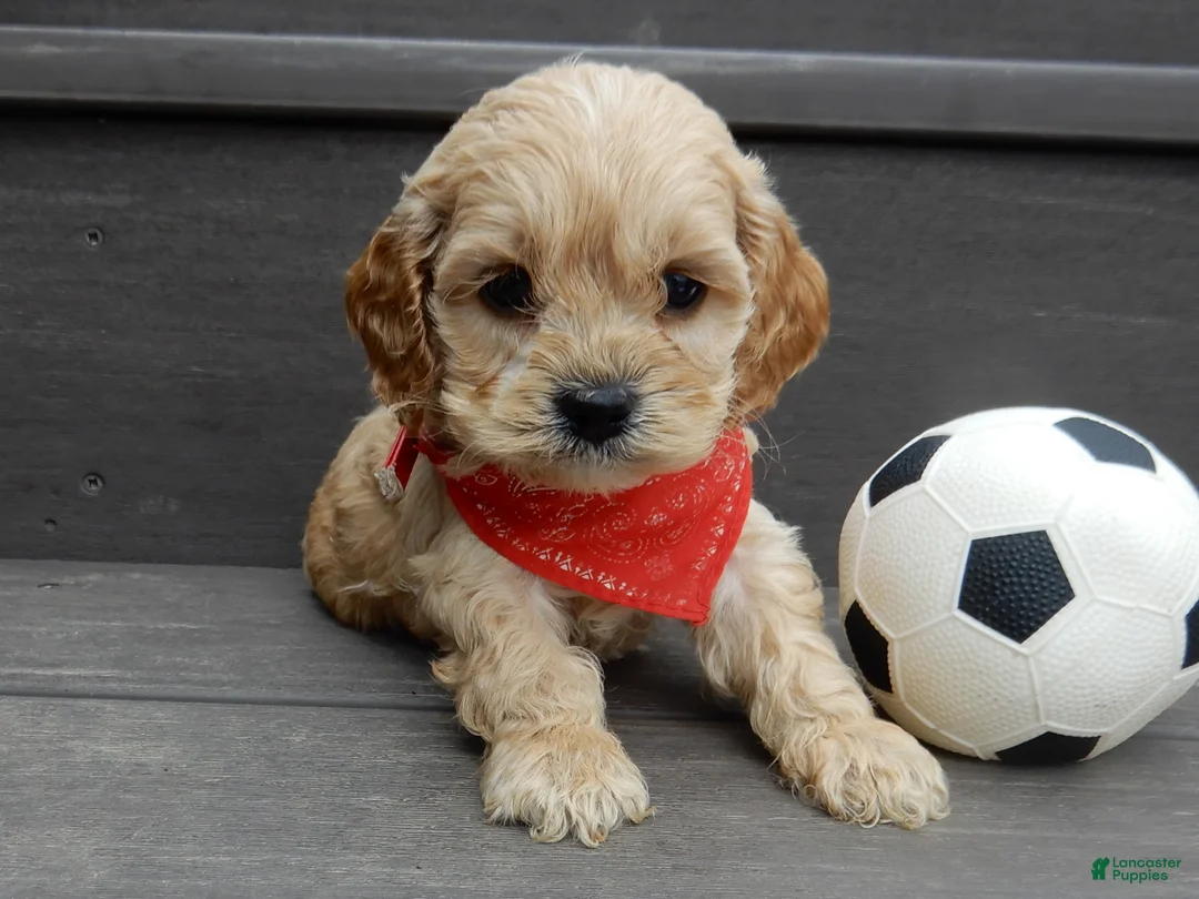 Cockapoo dogs for sale: Shawn - Ad 14