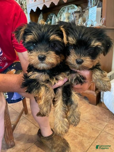 Yorkshire Terrier dogs Yorkshire Terrier Male Puppies - Ad 1