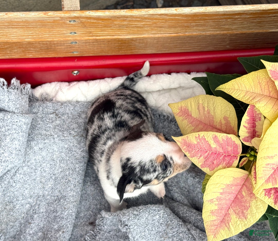 Chihuahua dogs for sale: Cheer - Ad 7