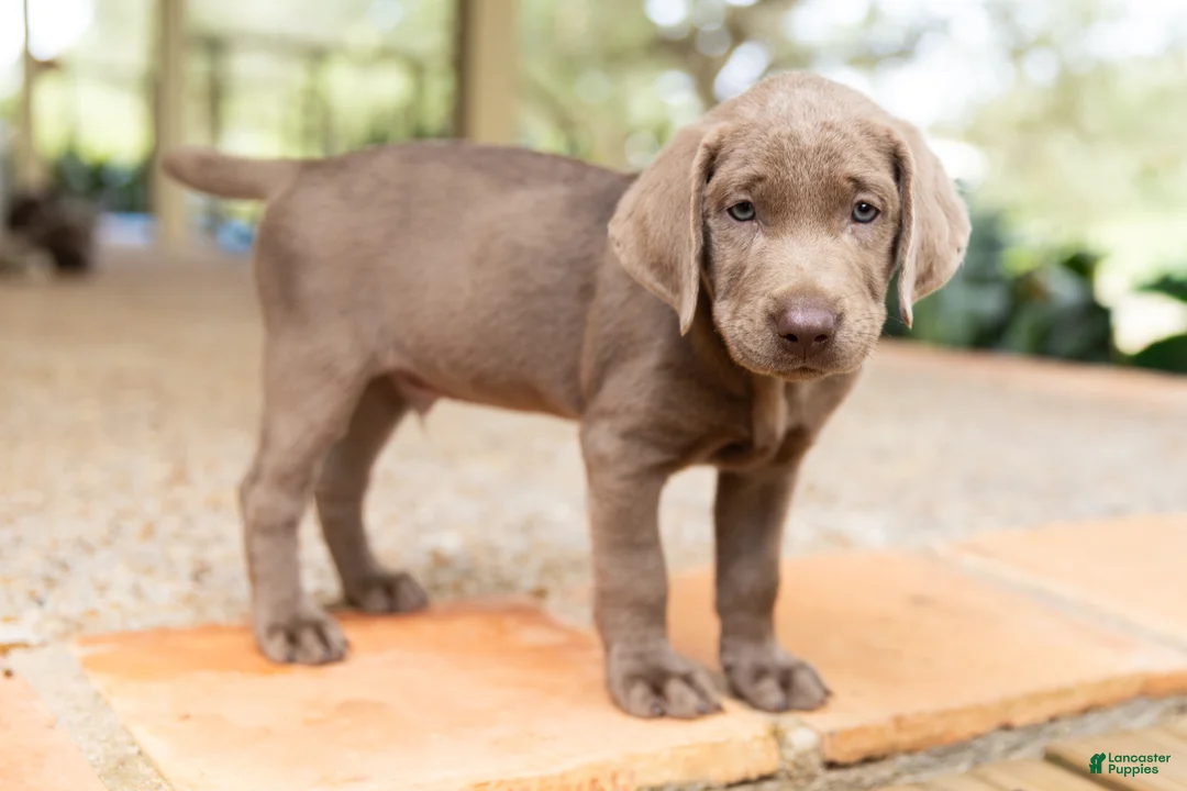 Labrador Retriever dogs for sale: Blue- Male - Ad 2