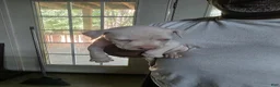 American Bulldog dogs for sale: American Bulldog 7 - Ad 3