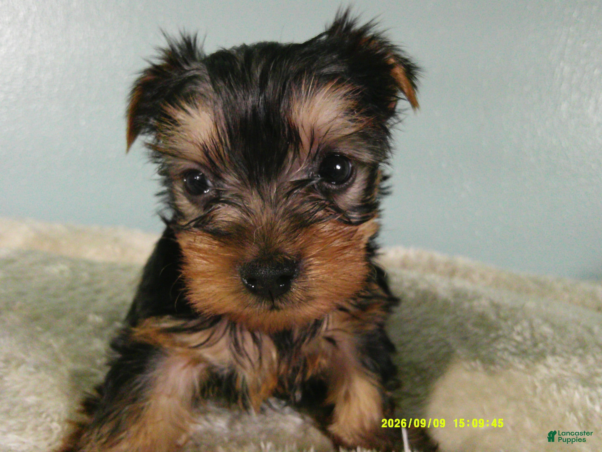 Yorkshire Terrier dogs Willie - Ad 1
