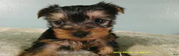 Yorkshire Terrier dogs for sale: Willie - Ad 1