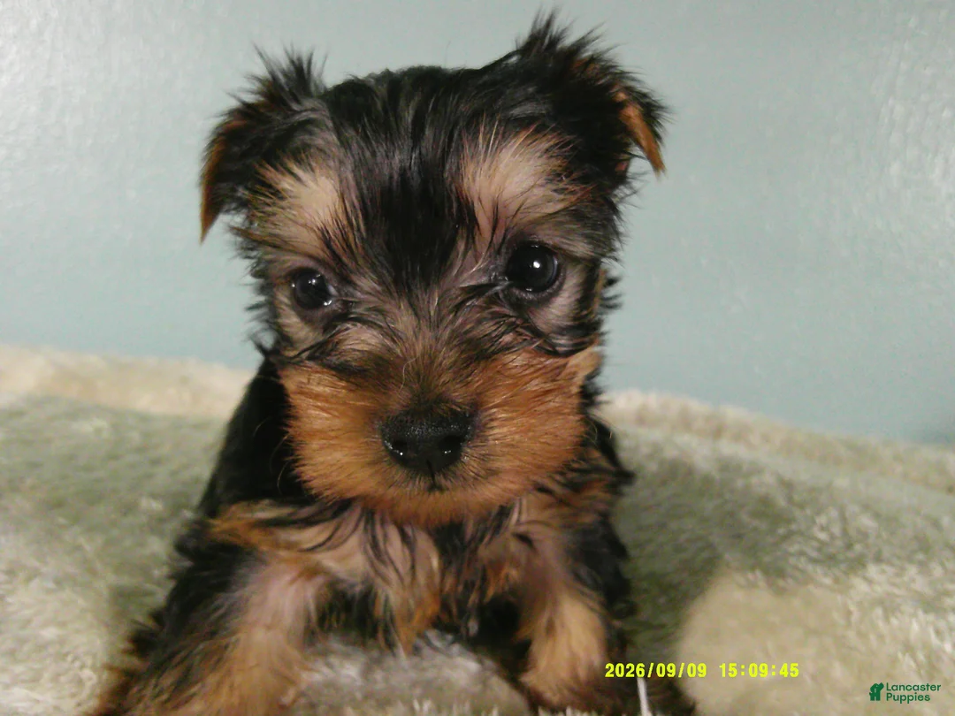 Yorkshire Terrier dogs for sale: Willie - Ad 1