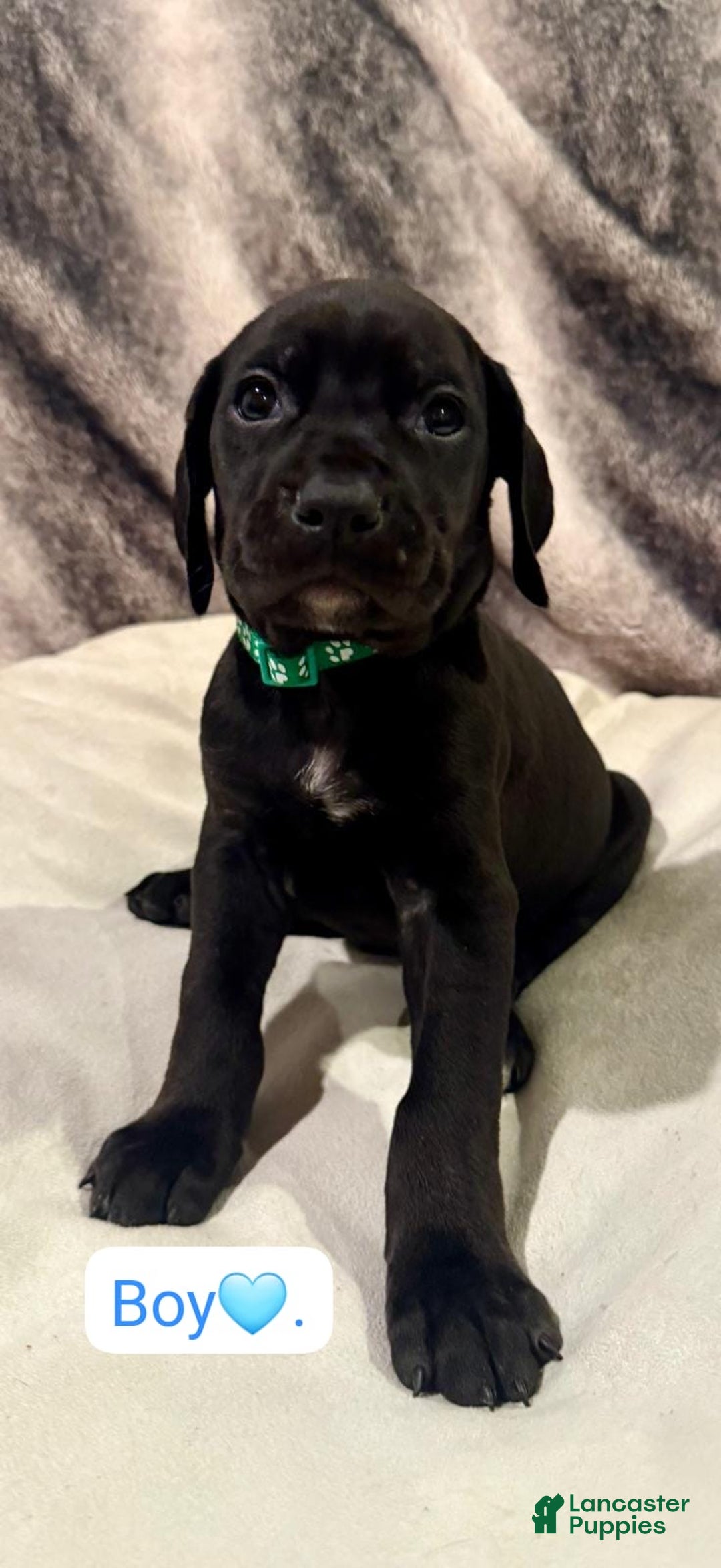 Mixed Breed dogs for sale: Green - Ad 1