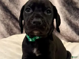 Mixed Breed dogs Green - Ad 36