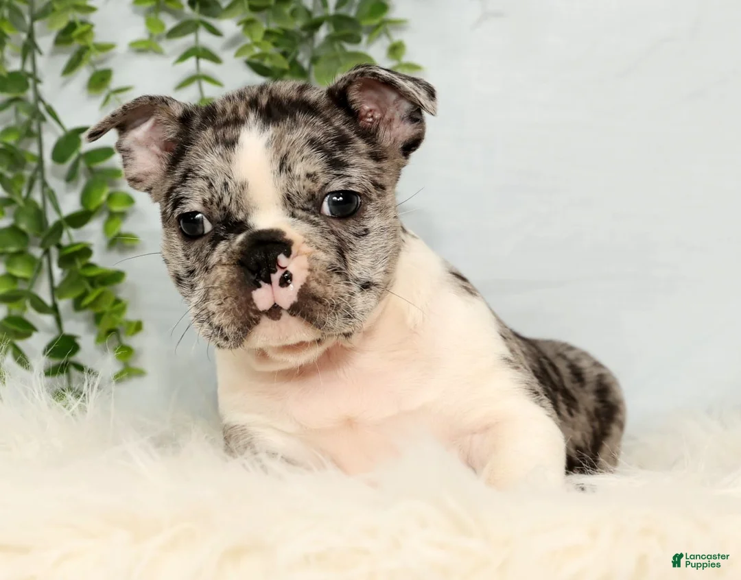 Frenchton dogs for sale: Tayo - Ad 3