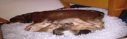 Chiweenie dogs for sale: Chiweenie 3 - Ad 5