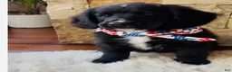Mixed Breed dogs for sale: Bear - Ad 1