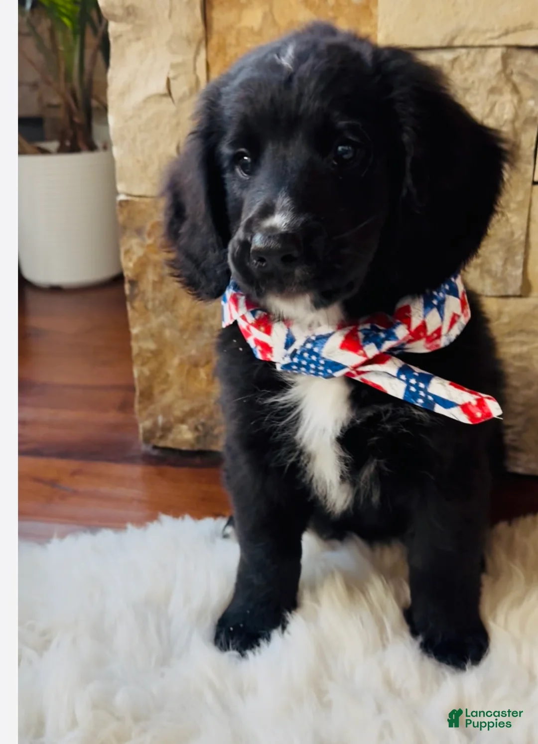 Mixed Breed dogs for sale: Bear - Ad 1