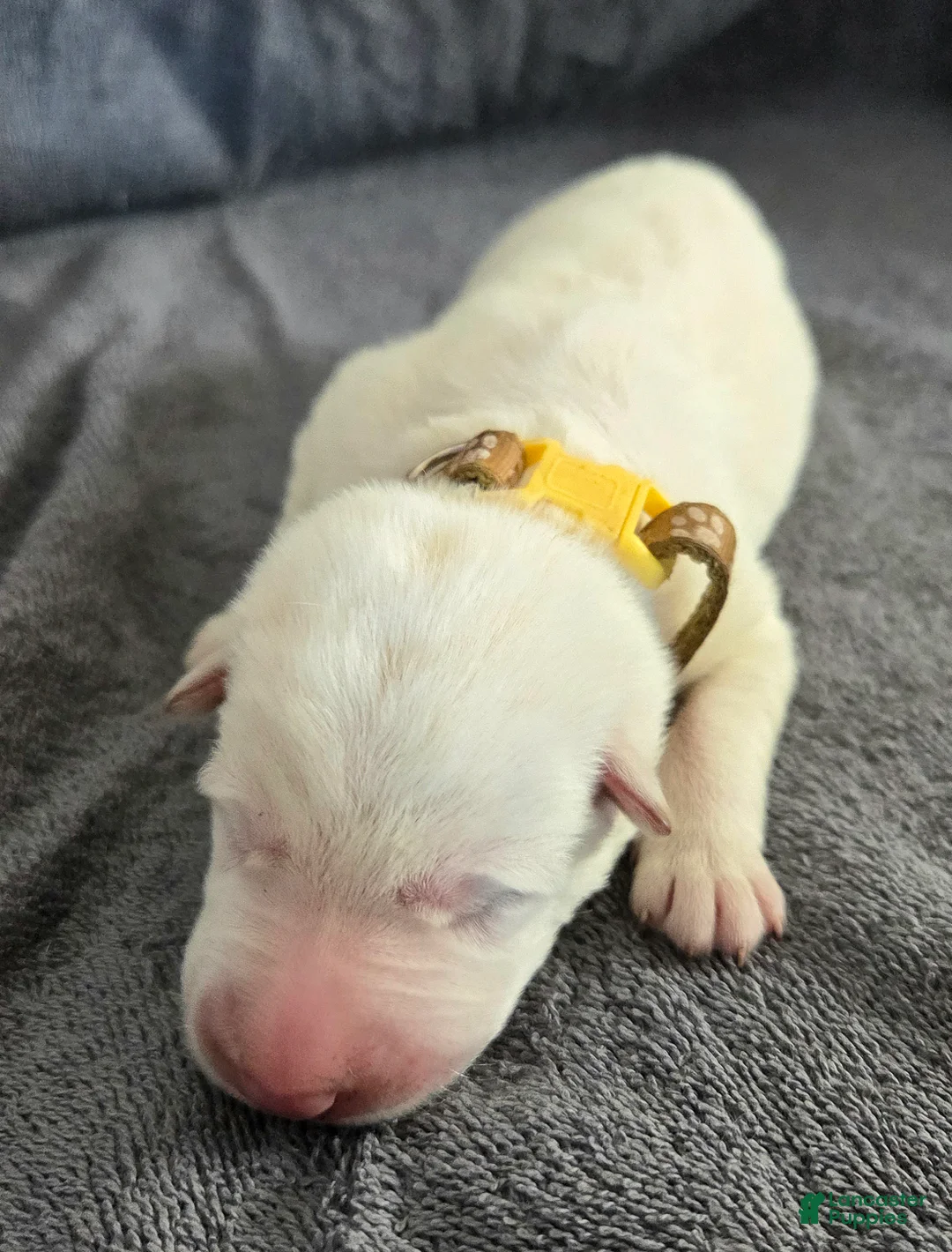 German Shepherd dogs for sale: German Shepherd Puppy 5 - Ad 2