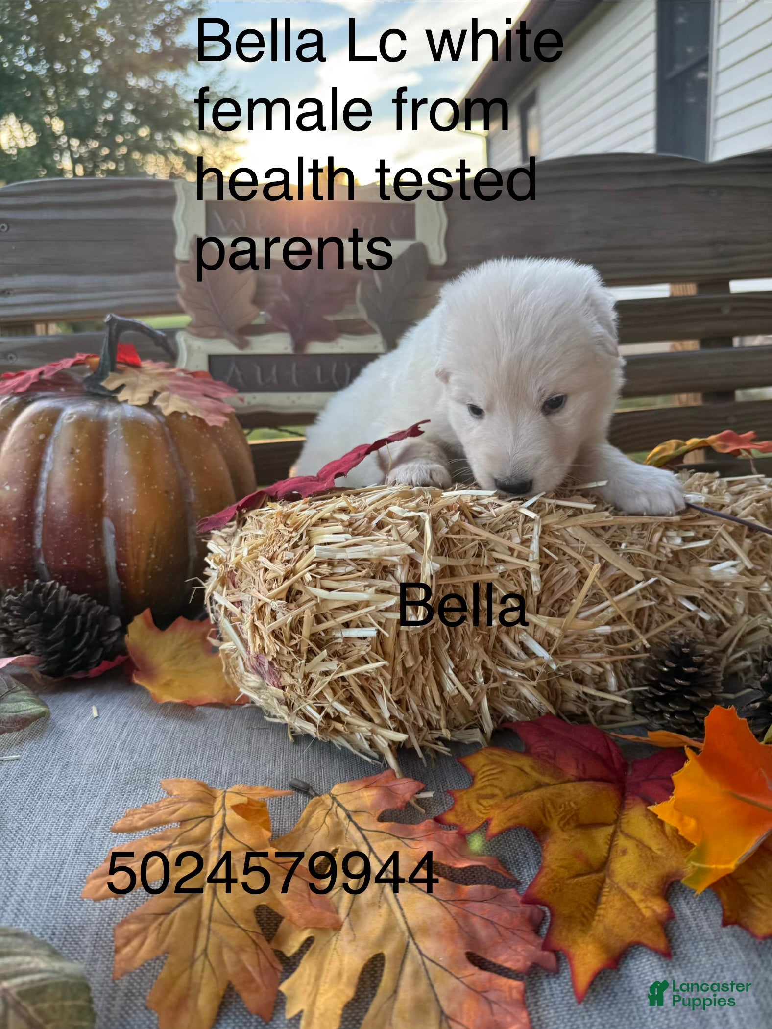 German Shepherd dogs Bella - Ad 13