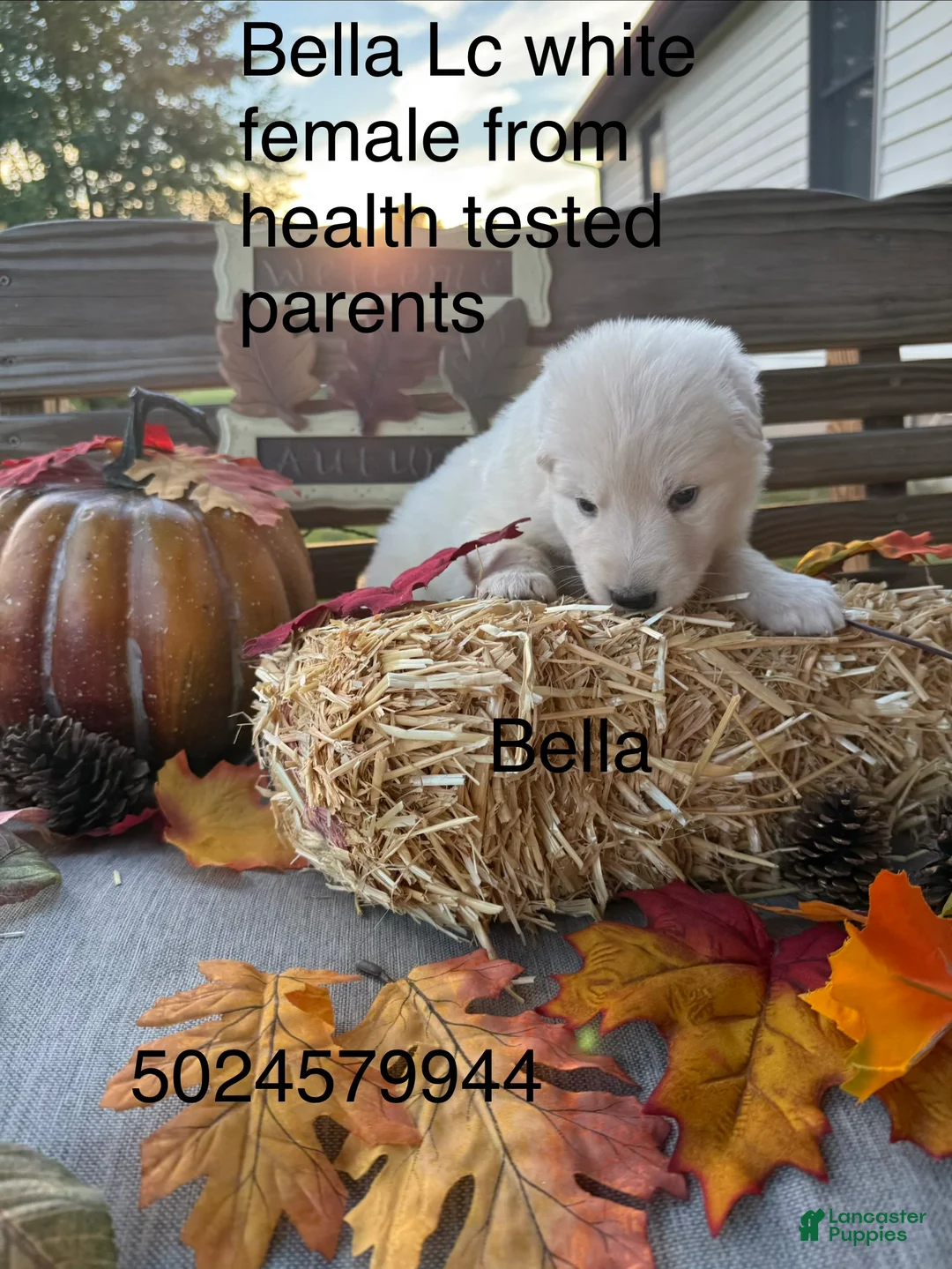 German Shepherd dogs for sale: Bella - Ad 1