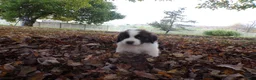 Saint Bernard dogs for sale: Skye - Ad 2