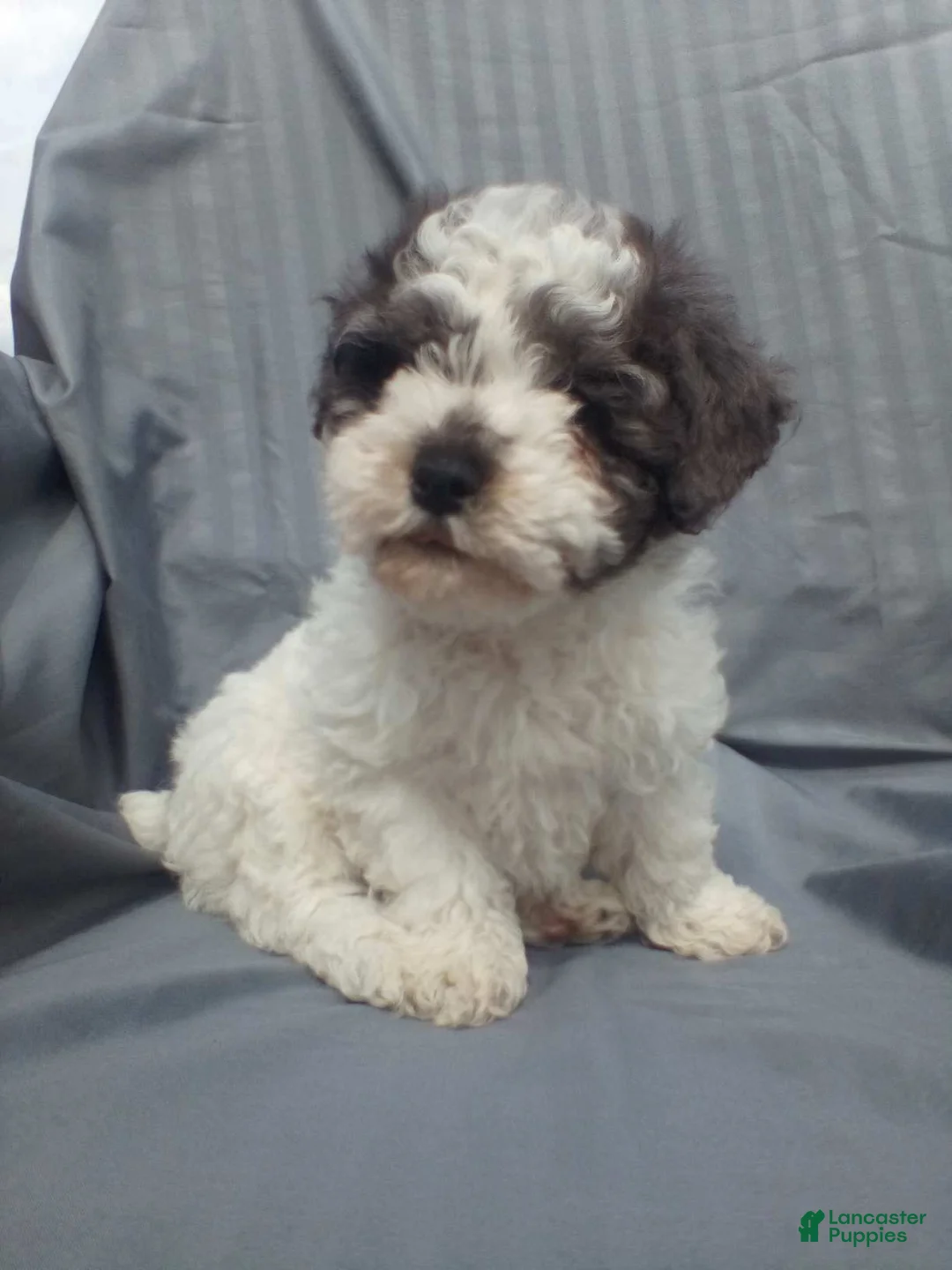Toy Poodle dogs for sale: Toy Poodle Puppy 2 - Ad 2